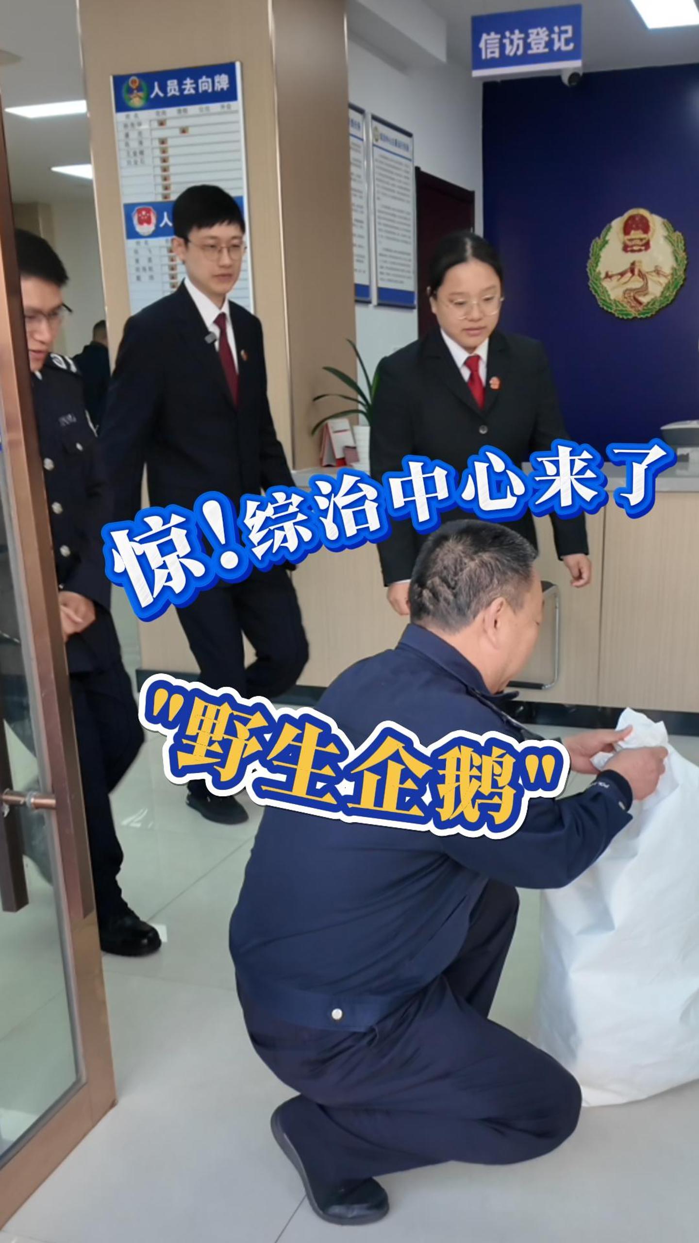 惊！综治中心来了一只“野生企鹅”